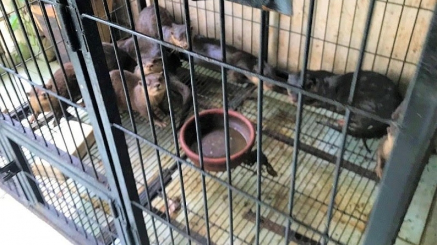 Phạt 11 năm tù đối tượng nuôi nhốt số lượng lớn cá thể động vật hoang dã