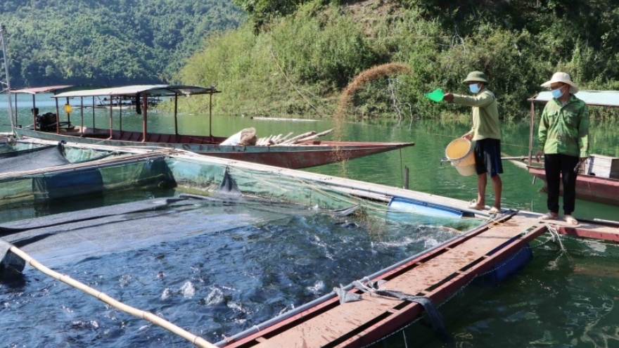 Nuôi cá lồng trên lòng hồ thủy điện Lai Châu "bí" đầu ra