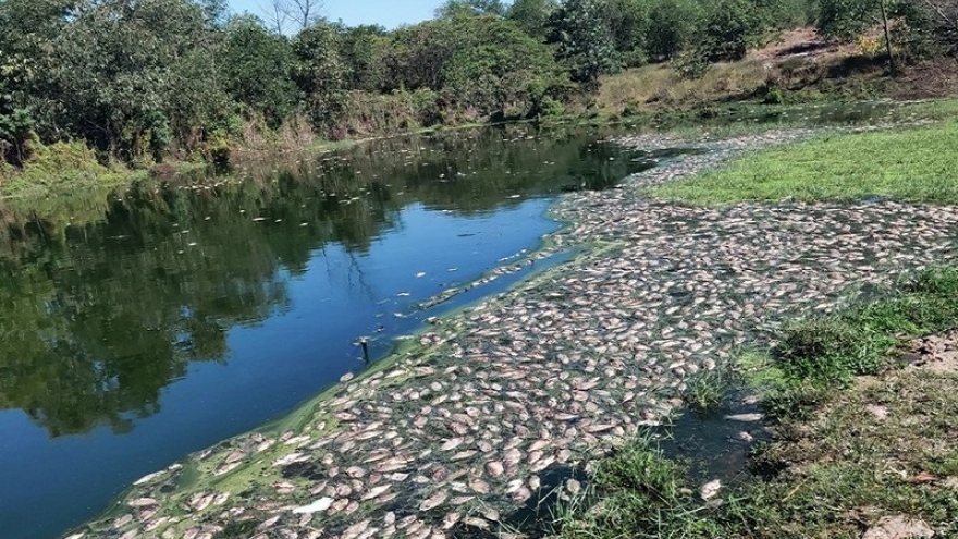 Thừa Thiên Huế: Doanh nghiệp xả thải làm cá chết hàng loạt bị phạt 640 triệu đồng