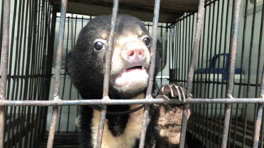 Lĩnh án tù vì nuôi nhốt gấu trái phép