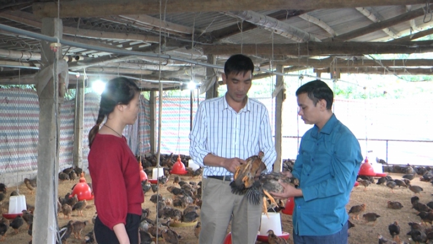 Nông dân miền núi liên kết chuỗi trong chăn nuôi
