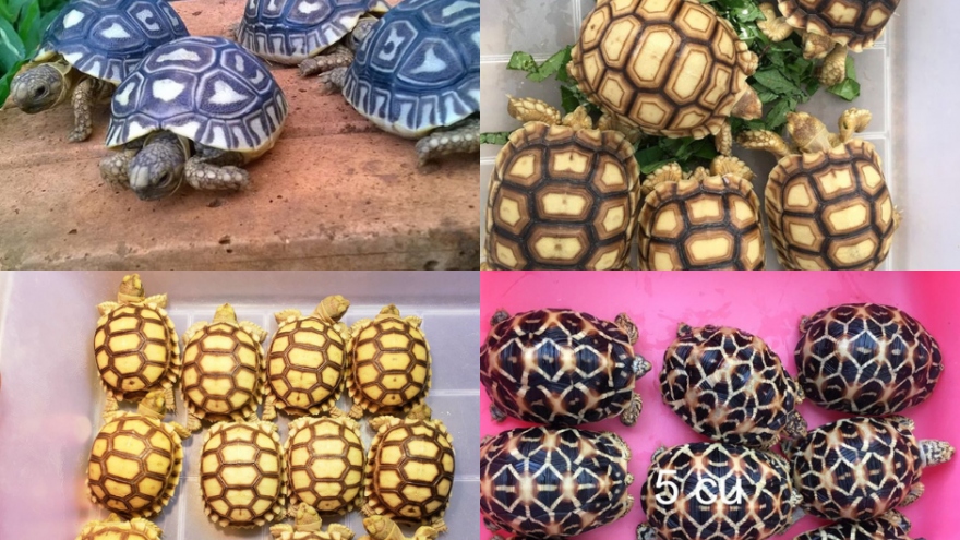 Chuyên bán rùa cảnh trên Facebook, nam thanh niên lĩnh án 6,5 năm tù