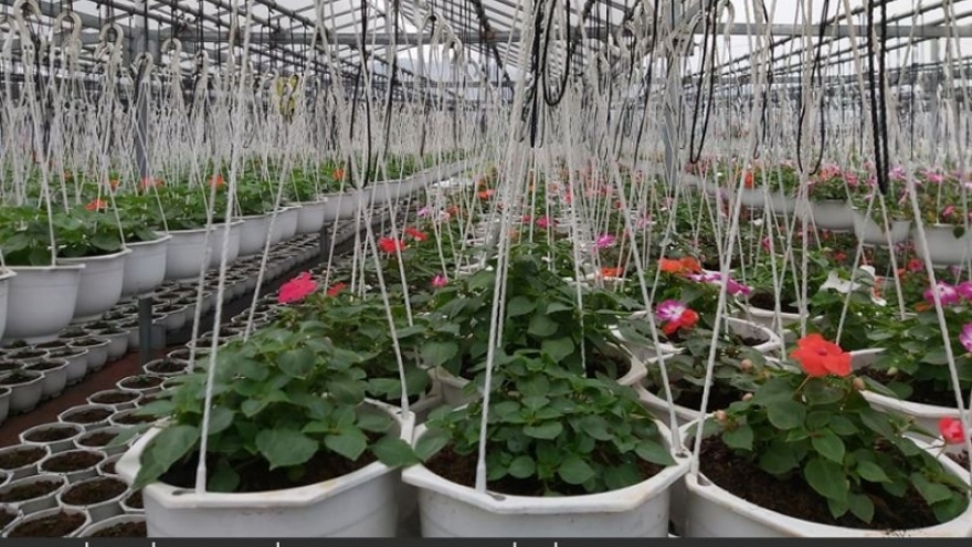 Người trồng hoa ở Đà Nẵng thấp thỏm vụ hoa Tết