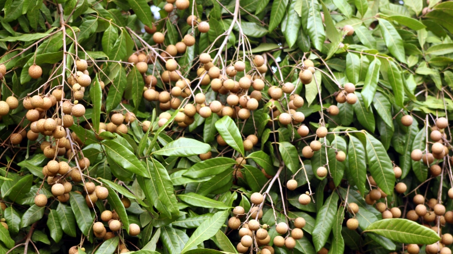 Thị trường Á-Âu giàu tiềm năng cho doanh nghiệp xuất khẩu