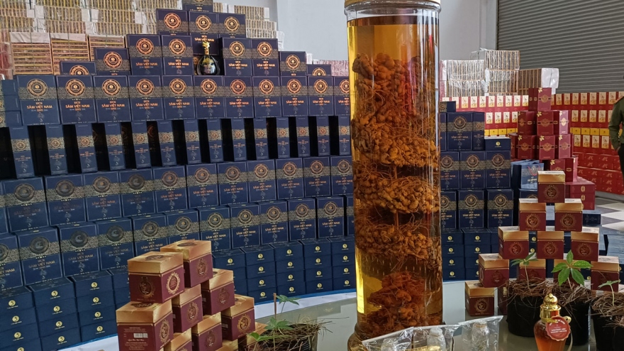 Ba sở chức năng chậm báo cáo vụ sâm Ngọc Linh “trồng trên giấy”