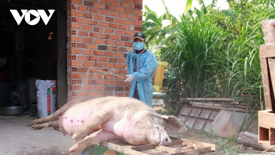 Sớm đưa vaccine dịch tả lợn Châu Phi ra thị trường trong năm nay