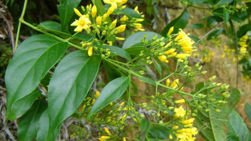 1 người chết, 4 người ngộ độc lá ngón sau bữa ăn tối