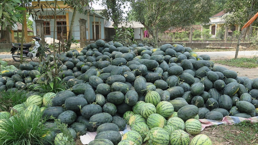 Nông dân Quảng Ngãi đứng ngồi không yên vì dưa hấu giá rẻ như bèo