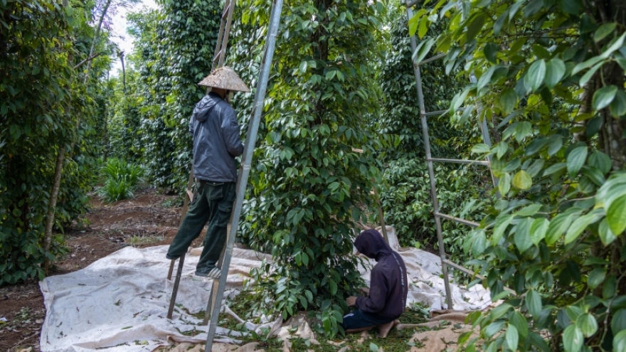 Hồ tiêu mất mùa người trồng gặp khó