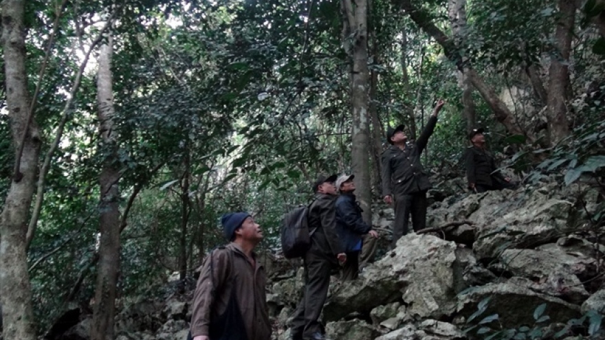 Hàng trăm người tìm kiếm nạn nhân mất tích trong rừng