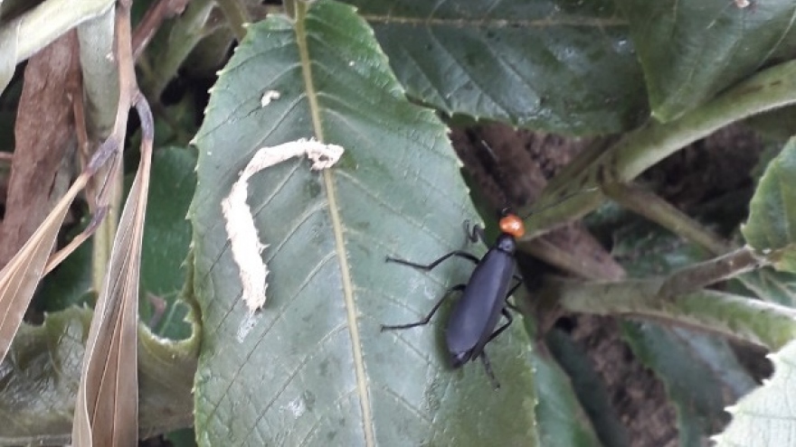 Ăn côn trùng lạ khiến 1 người tử vong, 2 người cấp cứu