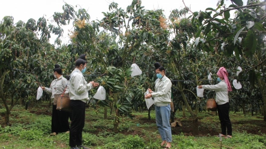 Sơn La dự kiến xuất khẩu hơn 28.000 tấn trái cây