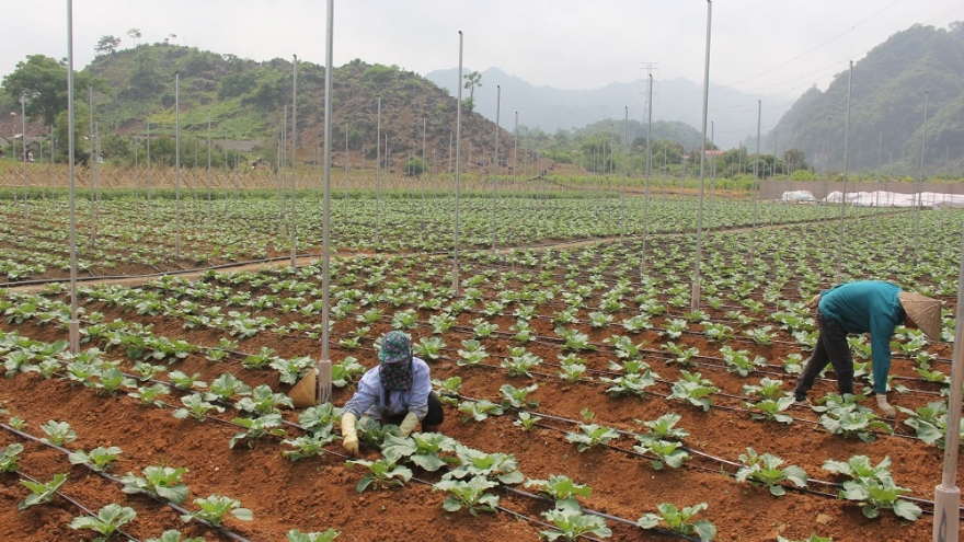 Sơn La hiện thực hóa khát vọng trở thành trung tâm ứng dụng nông nghiệp công nghệ cao