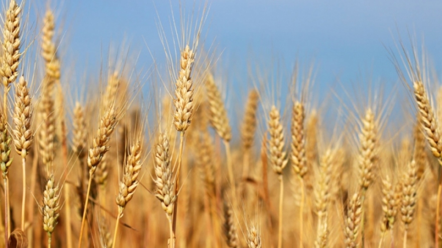 LHQ cảnh báo nguồn cung lúa mì toàn cầu trong kho dự trữ chỉ còn duy trì trong 10 tuần