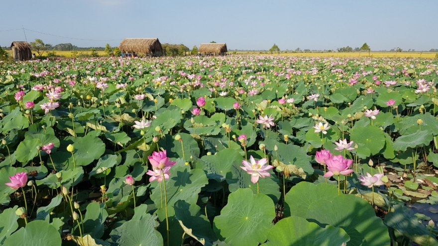 Lễ hội Sen Đồng Tháp sẽ thiết lập kỷ lục 200 món ăn từ cây sen