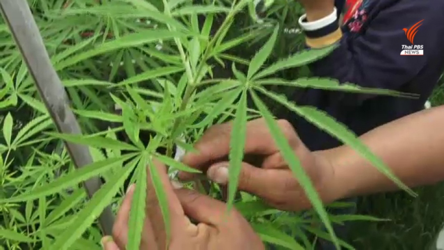 4 người nhập viện, 1 người tử vong do sử dụng cần sa quá liều ở Thái Lan