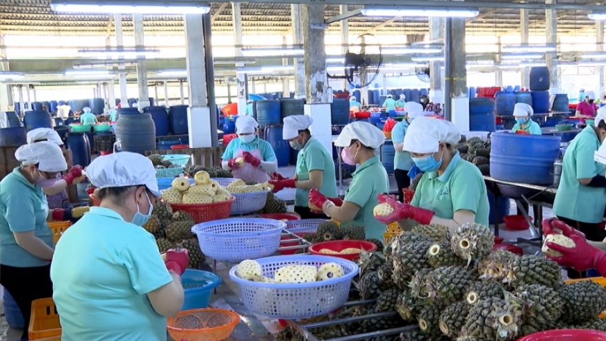 Xuất khẩu tăng khá, kinh tế Vĩnh Long nhiều dấu hiệu khởi sắc