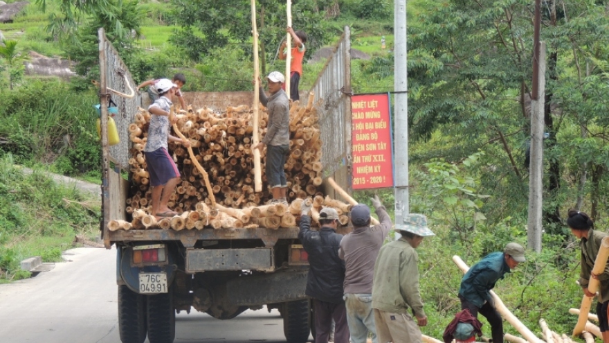 Nông dân Quảng Ngãi ồ ạt bán keo non vì được giá