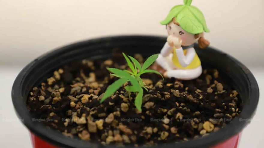 Thái Lan cấm cần sa tại trường học trên cả nước