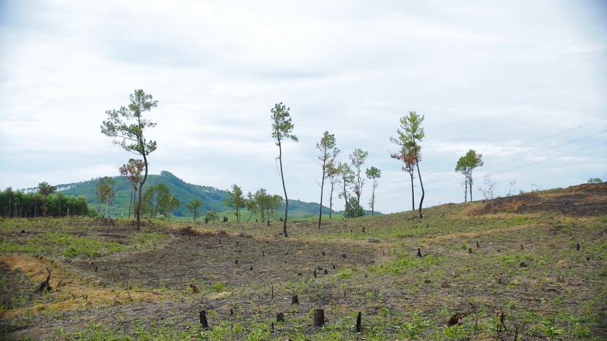 Chậm cắm mốc ranh giới, hàng loạt vụ lấn chiếm đất rừng trong thời gian dài