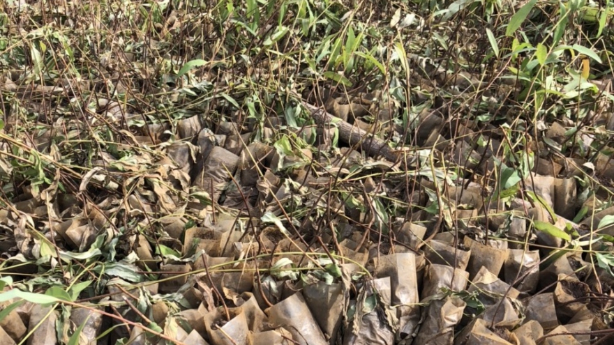 Điều tra vụ huỷ hoại 4.000 cây giống phục vụ trồng rừng ở Gia Lai