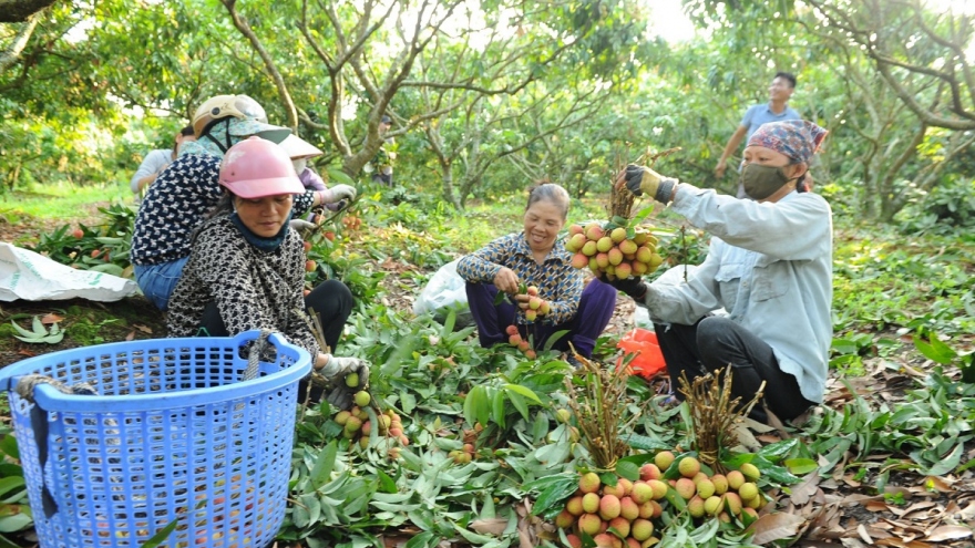 Vải thiều Thanh Hà được giá nhất 10 năm lại đây