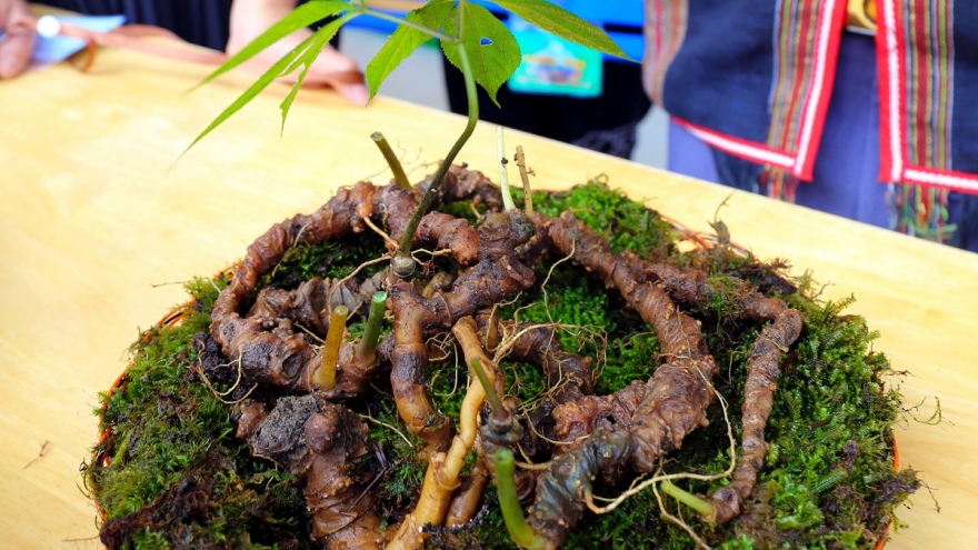 Giao dịch hàng tỷ đồng tại phiên chợ sâm Ngọc linh tỉnh Quảng Nam