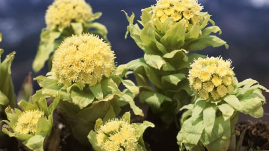 Mách bạn cách đơn giản, dễ làm nhằm điều trị dị ứng