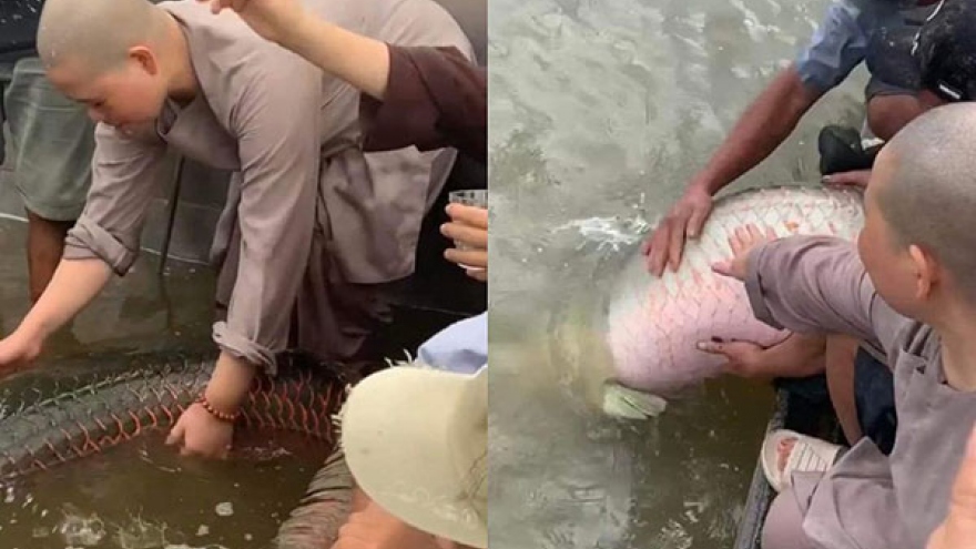 Từ việc phóng sinh cá hải tượng: Phóng sinh như thế bằng mười sát sinh?