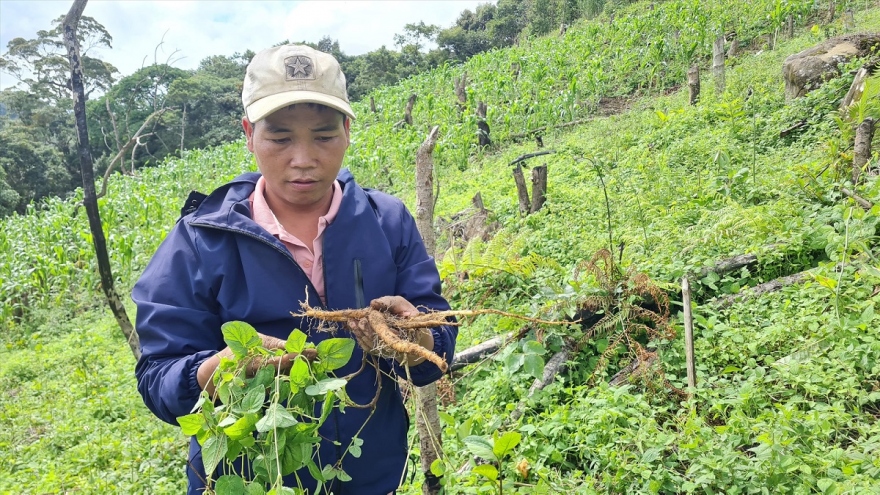 Trồng dược liệu dưới tán rừng: “Cây thoát nghèo” thành “cây làm giàu”