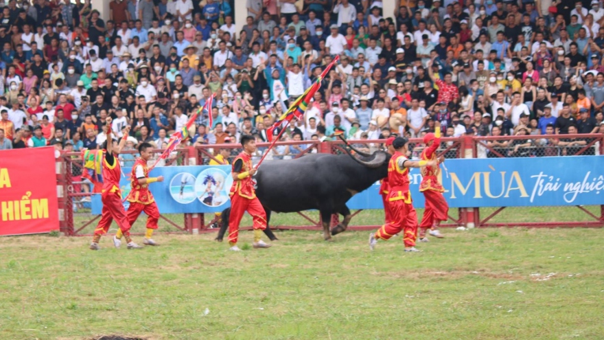 Tưng bừng lễ hội chọi trâu truyền thống Đồ Sơn, Hải Phòng năm 2022