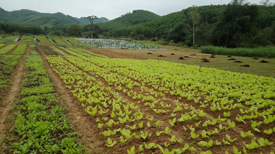 Đa dạng sinh kế, nâng cao đời sống bà con miền núi