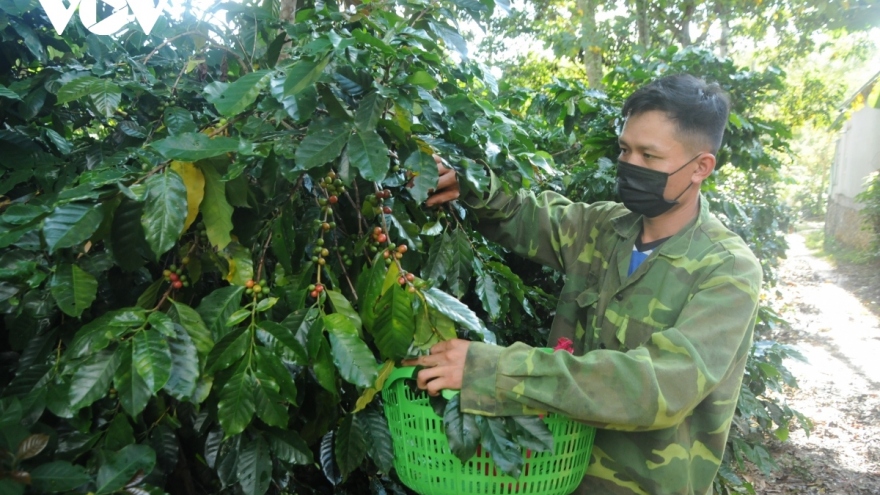 Giải pháp nâng cao năng suất, chất lượng 5.000 ha cà phê ở TP Sơn La