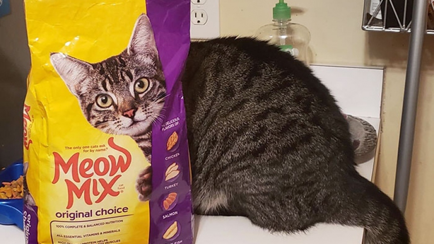 Những khoảnh khắc hoàn hảo và đúng thời điểm khiến bạn phải nhìn lại lần hai