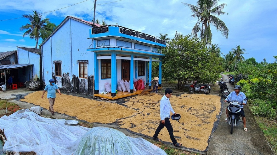 Lúa sạch ST24, ST25 Cà Mau chưa có đầu ra