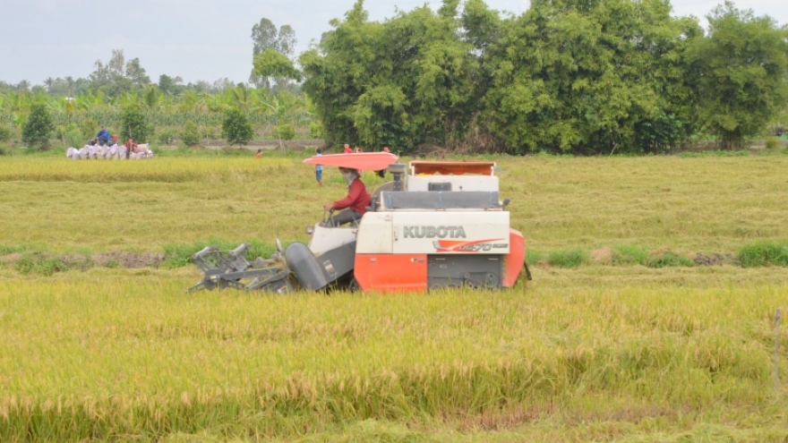 Tìm giải pháp phát triển bền vững cho cây lúa vùng ĐBSCL
