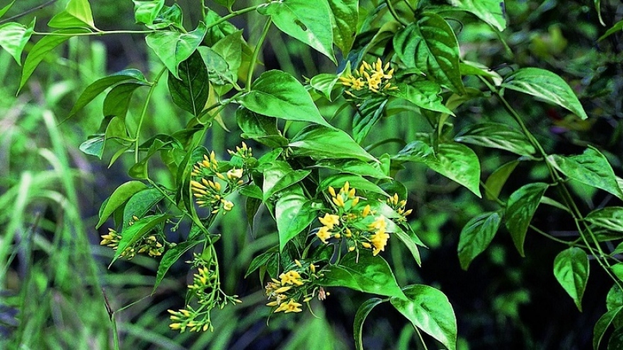 Hai trẻ nhỏ tử vong nghi do vô tình ăn phải lá ngón