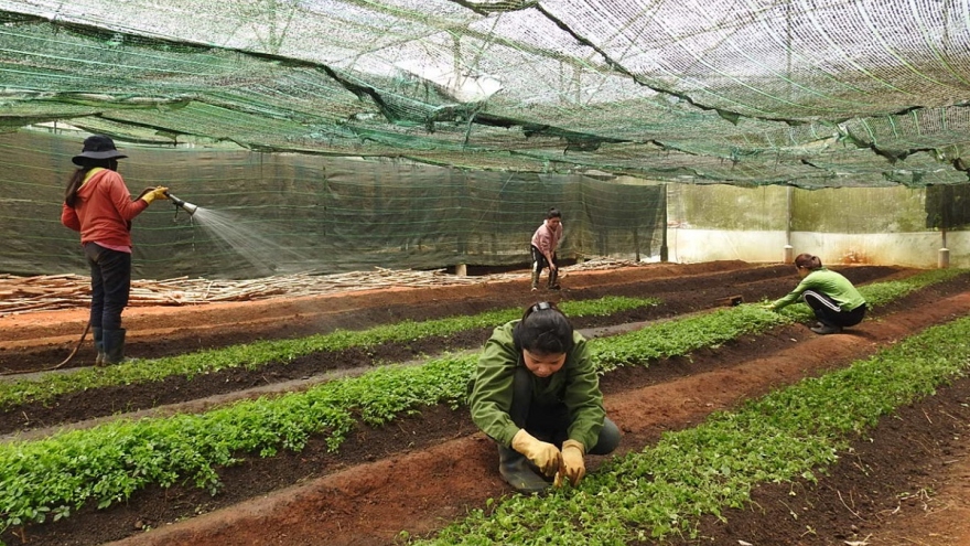Đưa khoa học, công nghệ về làng giúp nông dân thoát nghèo ở Kon Tum