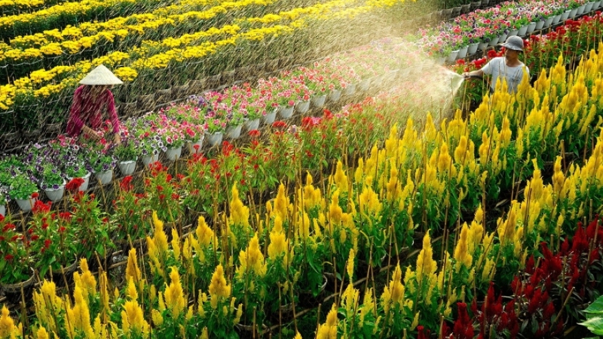 Thành phố Sa Đéc sẽ tổ chức tuần lễ du lịch gắn với Lễ hội Hoa Xuân 2023