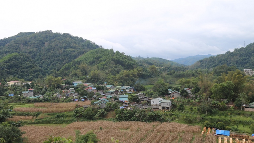 Nhiều diện tích đất giao cho doanh nghiệp trồng rừng không phát huy hiệu quả