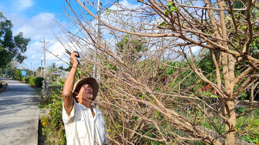 Vị Tết “Huế” nơi cuối trời Tổ quốc