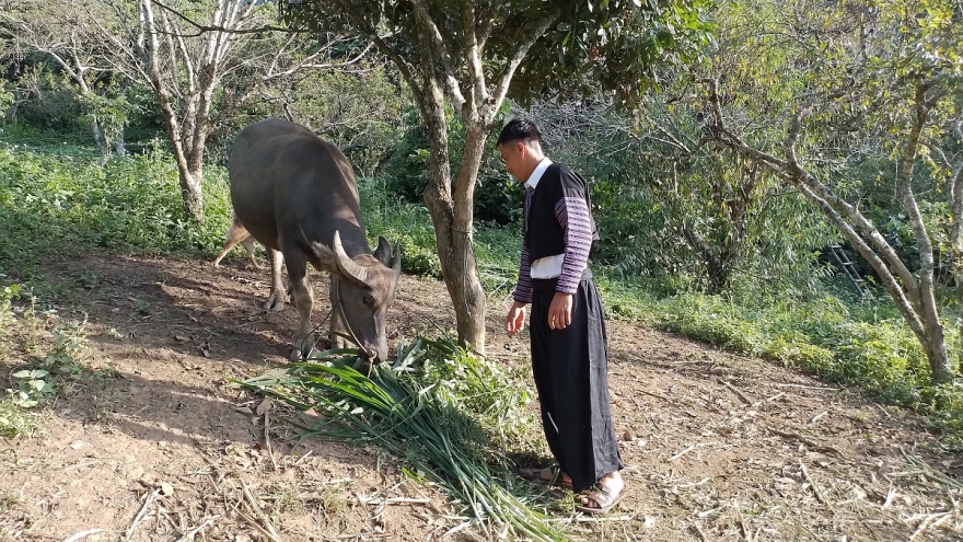 Mạnh dạn thay đổi nếp nghĩ, cách làm giúp thanh niên dân tộc Mông thoát nghèo