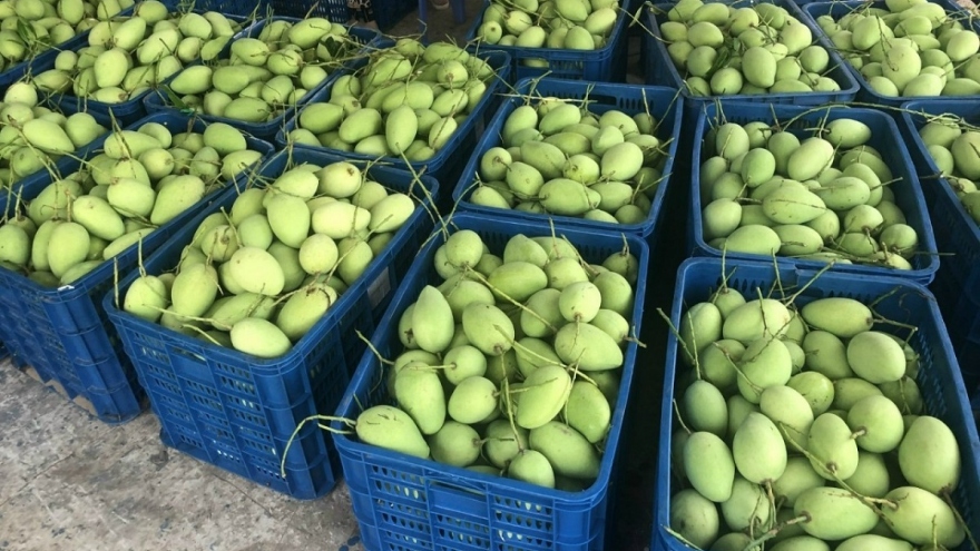 Đầu xuân nghe câu chuyện đưa trái xoài Đồng Tháp xuất ngoại