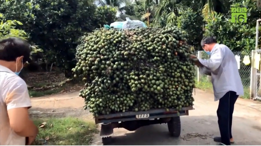 Vì sao Trung Quốc ồ ạt mua cau non của Việt Nam với giá cao?