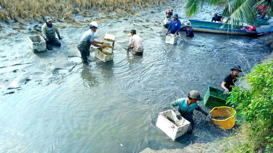 Mô hình sản xuất lúa – tôm giúp nông dân Cà Mau làm giàu