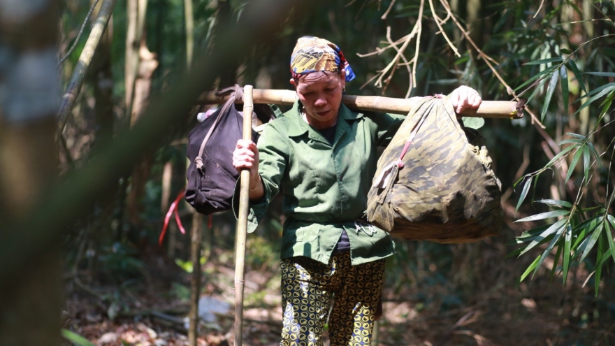 Nhọc nhằn nghề hái “lộc rừng” trên rẻo cao