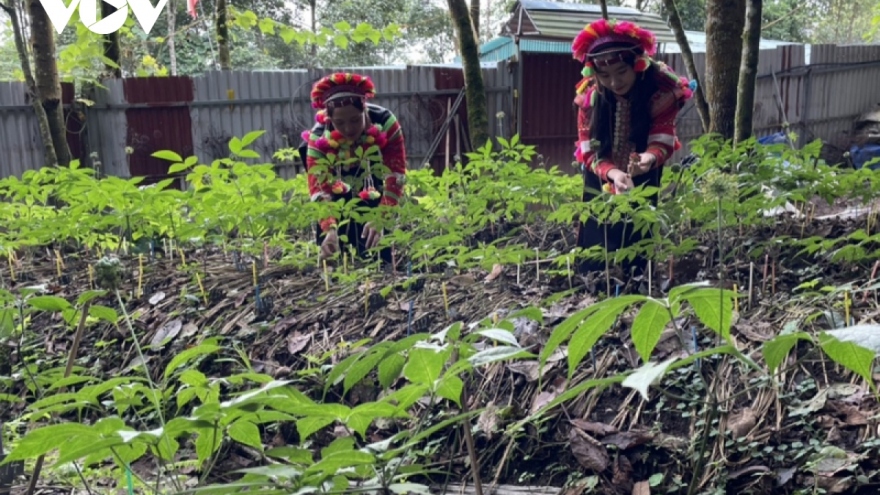 Phát triển sâm Lai Châu theo mô hình chế biến sâu