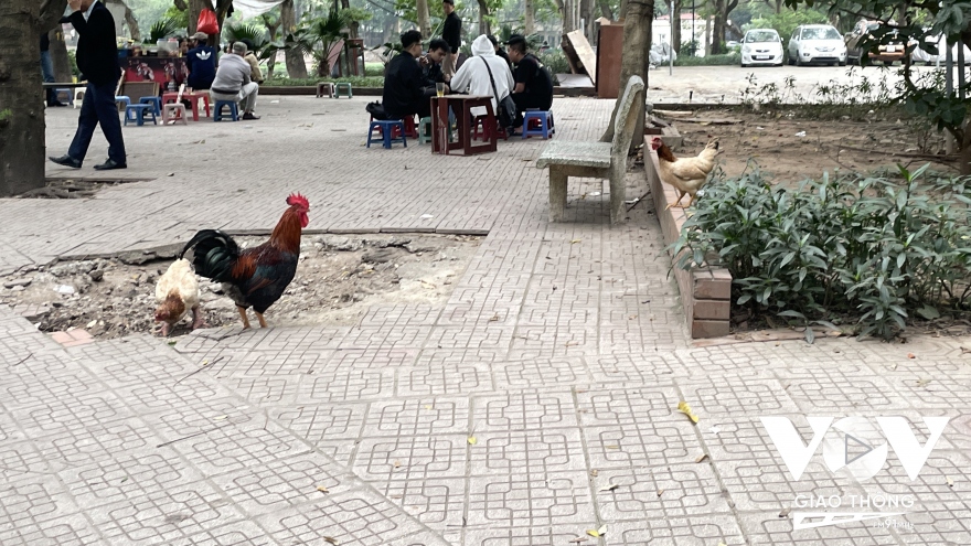 Những công viên đang kêu cứu