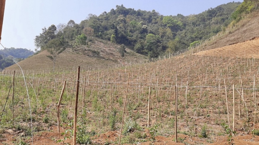 Gỡ nút thắt để nông nghiệp Sơn La bứt phá