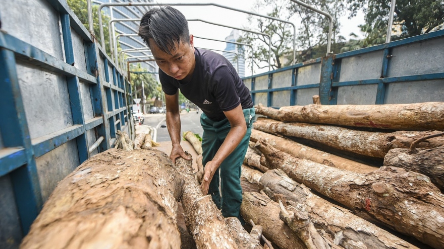 Vì sao hàng loạt cây nhội trên đường Huỳnh Thúc Kháng kéo dài mới trồng bị bứng đi?
